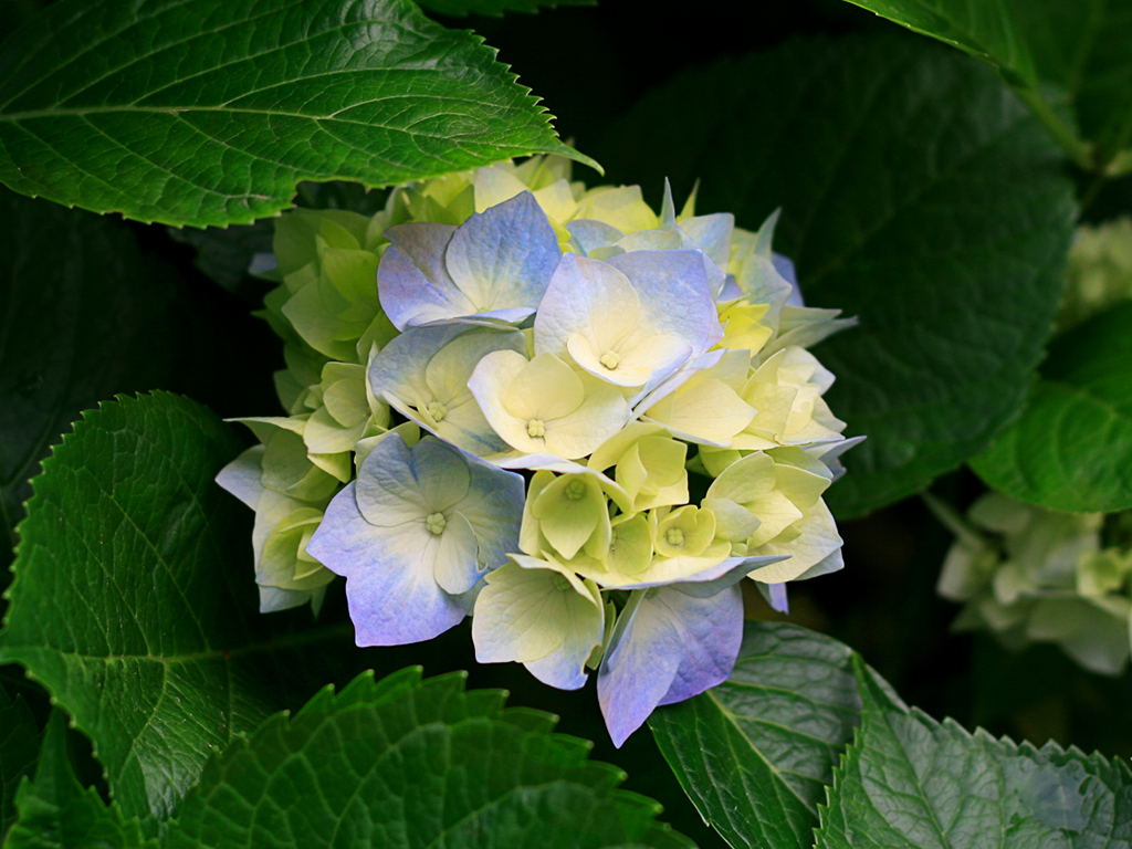 Fleur hortensia